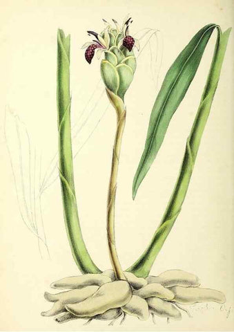 Reproducción/Reproduction 24119072768: Plantæ utiliores :. London :Whittaker & Co.,1842-1850.. 