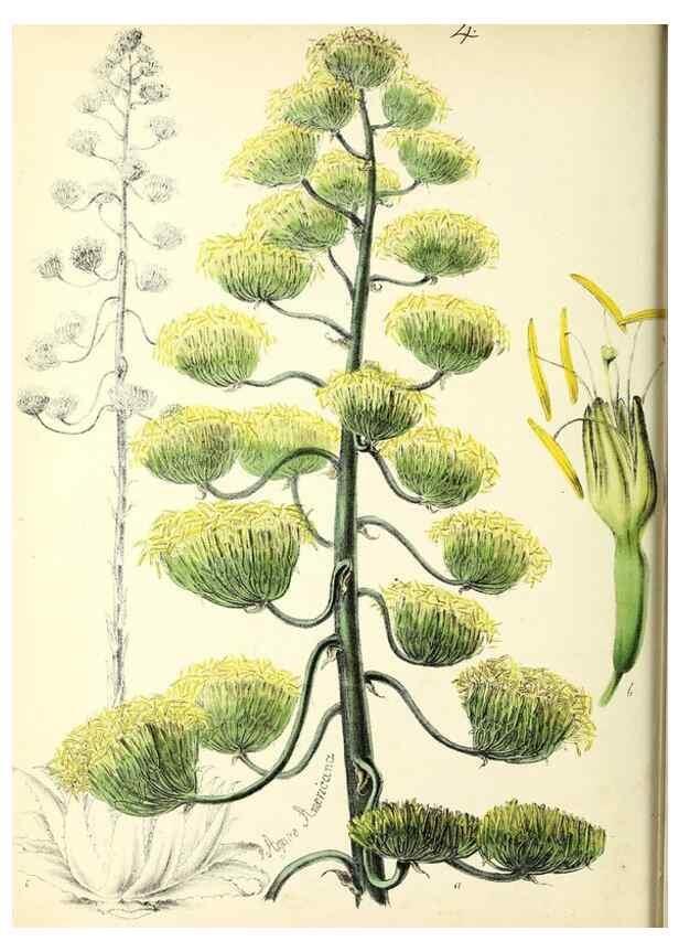 Reproducción/Reproduction 24119076098: Plantæ utiliores :. London :Whittaker & Co.,1842-1850.. 