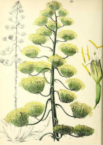 Reproducción/Reproduction 24119076098: Plantæ utiliores :. London :Whittaker & Co.,1842-1850.. 