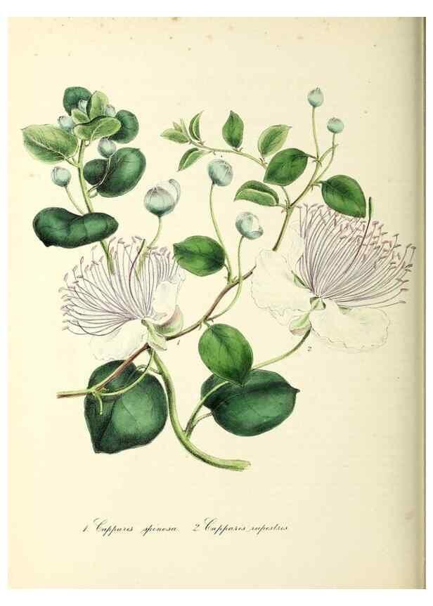 Reproducción/Reproduction 24119157178: Plantæ utiliores :. London :Whittaker & Co.,1842-1850.. 