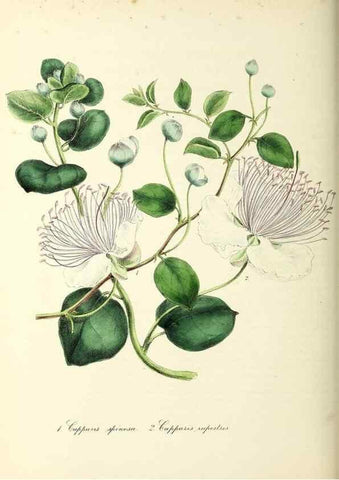 Reproducción/Reproduction 24119157178: Plantæ utiliores :. London :Whittaker & Co.,1842-1850.. 