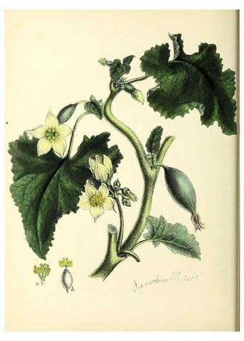 Reproducción/Reproduction 24119078308: Plantæ utiliores :. London :Whittaker & Co.,1842-1850.. 