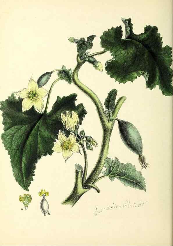 Reproducción/Reproduction 24119078308: Plantæ utiliores :. London :Whittaker & Co.,1842-1850.. 