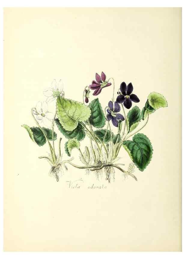 Reproducción/Reproduction 24119083488: Plantæ utiliores :. London :Whittaker & Co.,1842-1850.. 