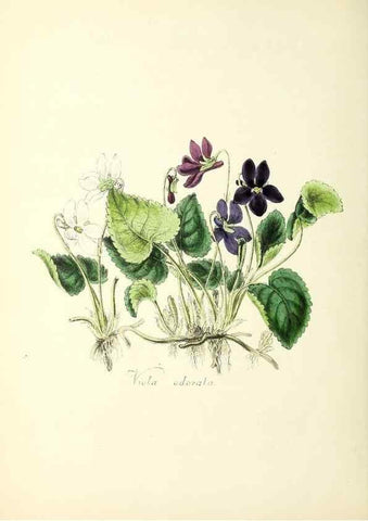 Reproducción/Reproduction 24119083488: Plantæ utiliores :. London :Whittaker & Co.,1842-1850.. 