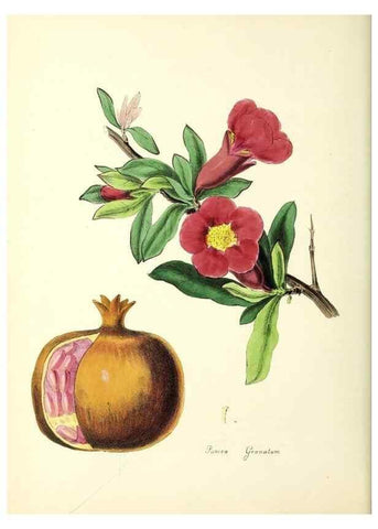 Reproducción/Reproduction 37939791362: Plantæ utiliores :. London :Whittaker & Co.,1842-1850.. 