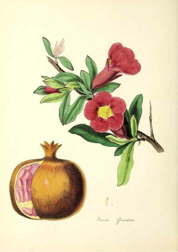 Reproducción/Reproduction 37939791362: Plantæ utiliores :. London :Whittaker & Co.,1842-1850.. 