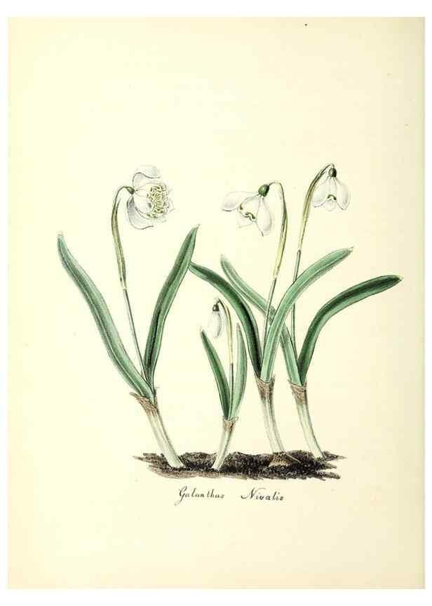 Reproducción/Reproduction 37260434064: Plantæ utiliores :. London :Whittaker & Co.,1842-1850.. 