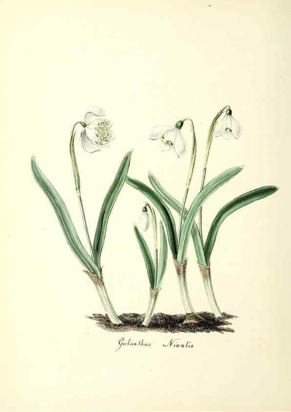 Reproducción/Reproduction 37260434064: Plantæ utiliores :. London :Whittaker & Co.,1842-1850.. 
