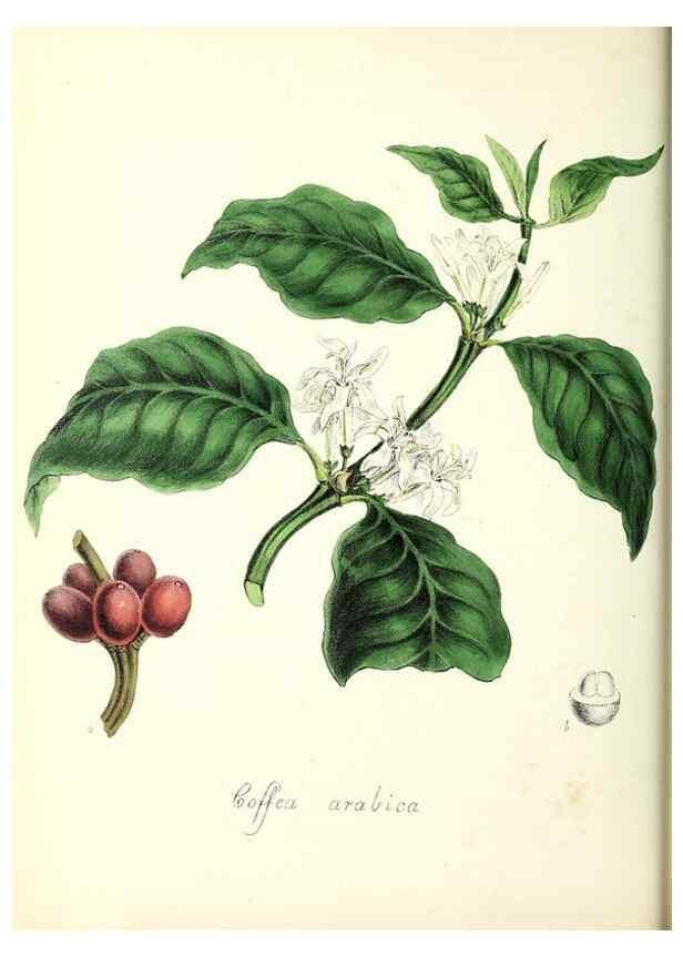 Reproducción/Reproduction 37260435374: Plantæ utiliores :. London :Whittaker & Co.,1842-1850.. 