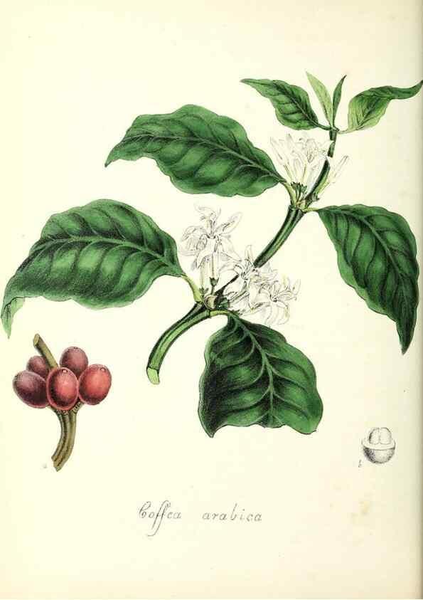 Reproducción/Reproduction 37260435374: Plantæ utiliores :. London :Whittaker & Co.,1842-1850.. 