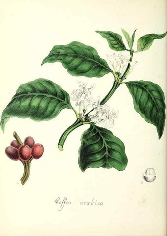 Reproducción/Reproduction 37260435374: Plantæ utiliores :. London :Whittaker & Co.,1842-1850.. 