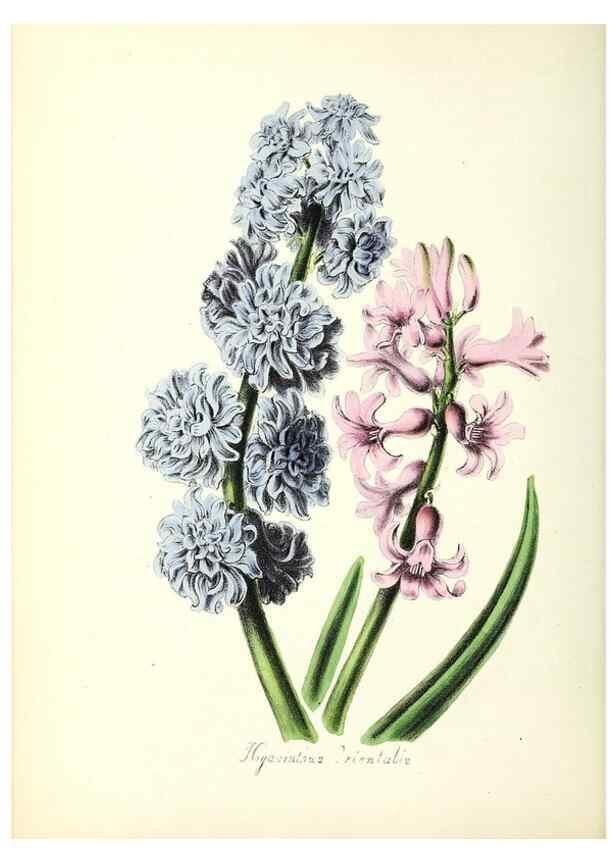 Reproducción/Reproduction 37260436794: Plantæ utiliores :. London :Whittaker & Co.,1842-1850.. 