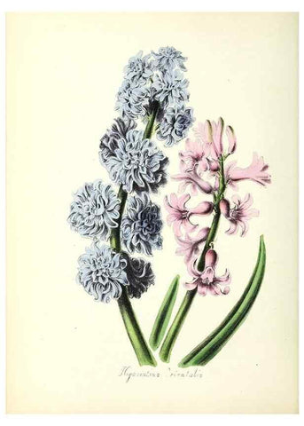 Reproducción/Reproduction 37260436794: Plantæ utiliores :. London :Whittaker & Co.,1842-1850.. 