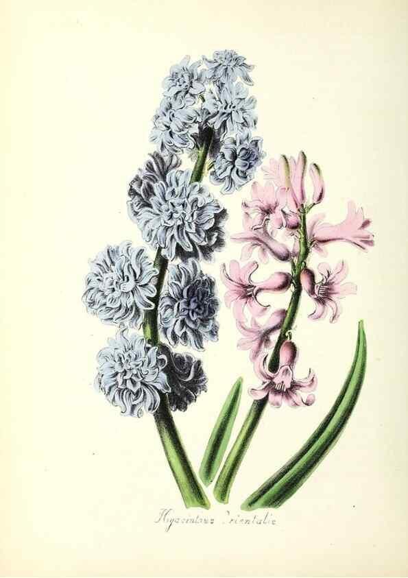 Reproducción/Reproduction 37260436794: Plantæ utiliores :. London :Whittaker & Co.,1842-1850.. 
