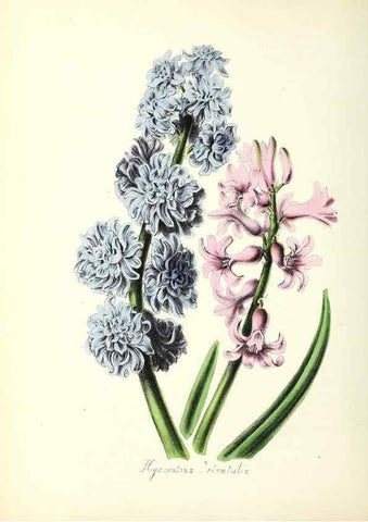 Reproducción/Reproduction 37260436794: Plantæ utiliores :. London :Whittaker & Co.,1842-1850.. 