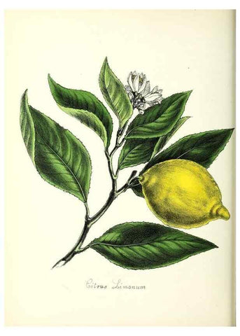 Reproducción/Reproduction 37260438344: Plantæ utiliores :. London :Whittaker & Co.,1842-1850.. 
