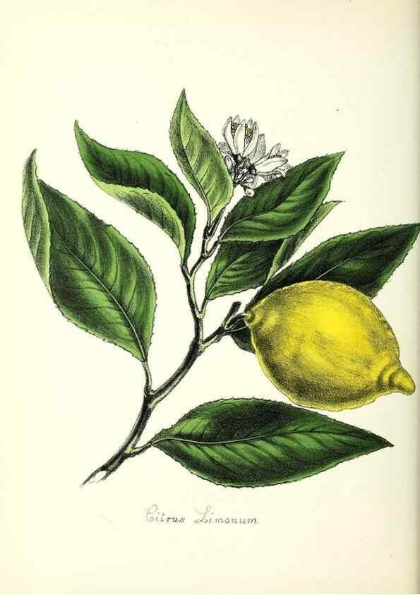 Reproducción/Reproduction 37260438344: Plantæ utiliores :. London :Whittaker & Co.,1842-1850.. 