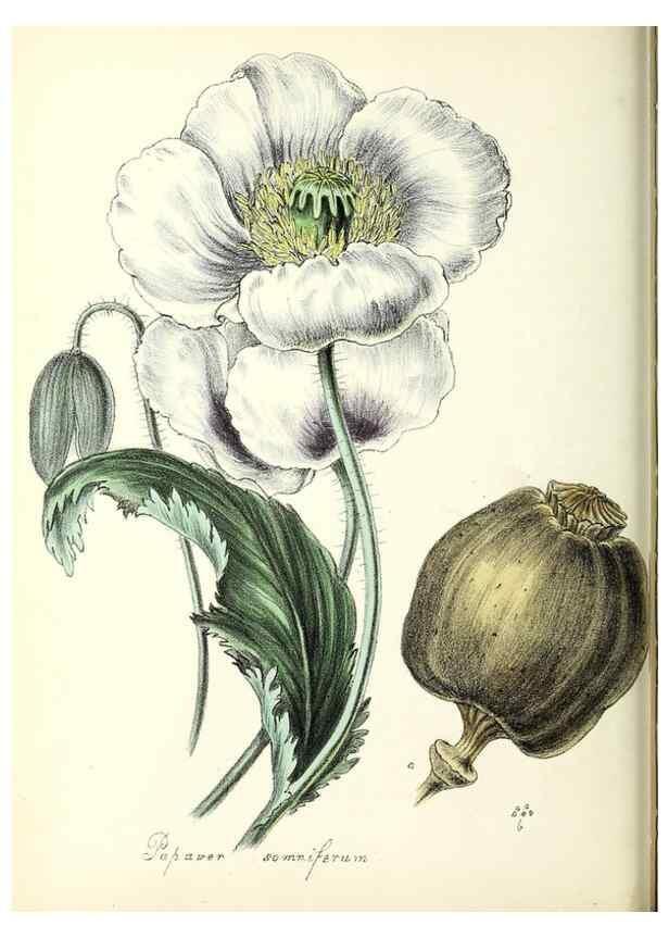 Reproducción/Reproduction 37916786326: Plantæ utiliores :. London :Whittaker & Co.,1842-1850.. 