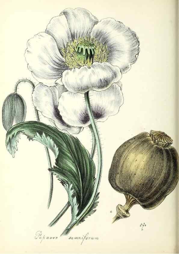 Reproducción/Reproduction 37916786326: Plantæ utiliores :. London :Whittaker & Co.,1842-1850.. 