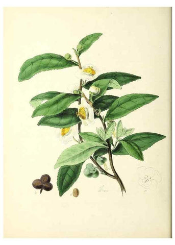 Reproducción/Reproduction 24119080738: Plantæ utiliores :. London :Whittaker & Co.,1842-1850.. 