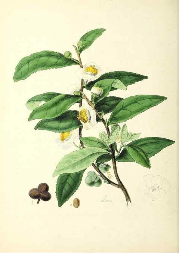 Reproducción/Reproduction 24119080738: Plantæ utiliores :. London :Whittaker & Co.,1842-1850.. 