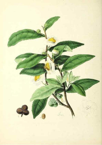 Reproducción/Reproduction 24119080738: Plantæ utiliores :. London :Whittaker & Co.,1842-1850.. 