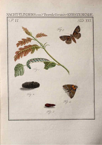 Reproducción/Reproduction 23770615088: Beschouwing der wonderen Gods :. Amsterdam :J.C. Sepp,[1762-1860]. 