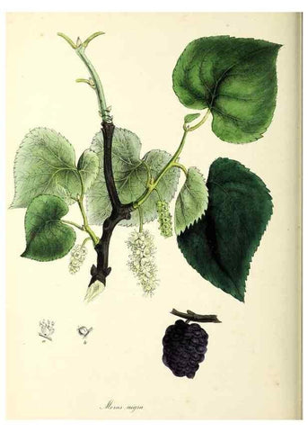 Reproducción/Reproduction 24119159658: Plantæ utiliores :. London :Whittaker & Co.,1842-1850.. 