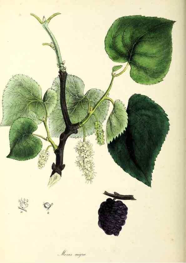 Reproducción/Reproduction 24119159658: Plantæ utiliores :. London :Whittaker & Co.,1842-1850.. 