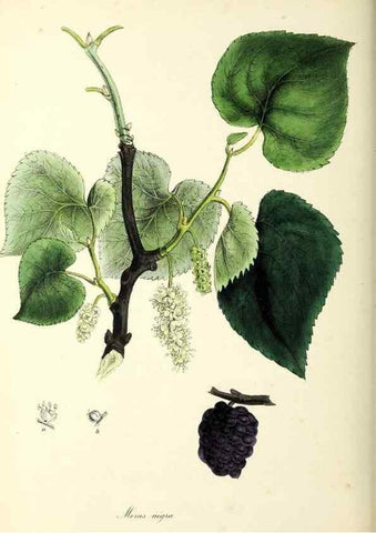 Reproducción/Reproduction 24119159658: Plantæ utiliores :. London :Whittaker & Co.,1842-1850.. 