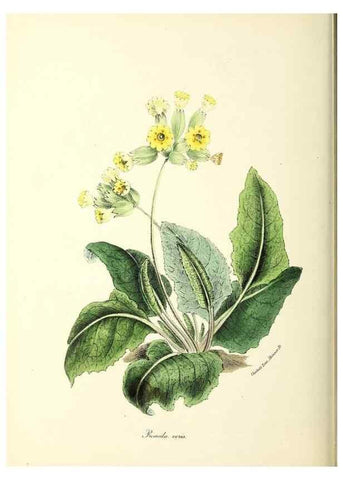 Reproducción/Reproduction 24119164578: Plantæ utiliores :. London :Whittaker & Co.,1842-1850.. 