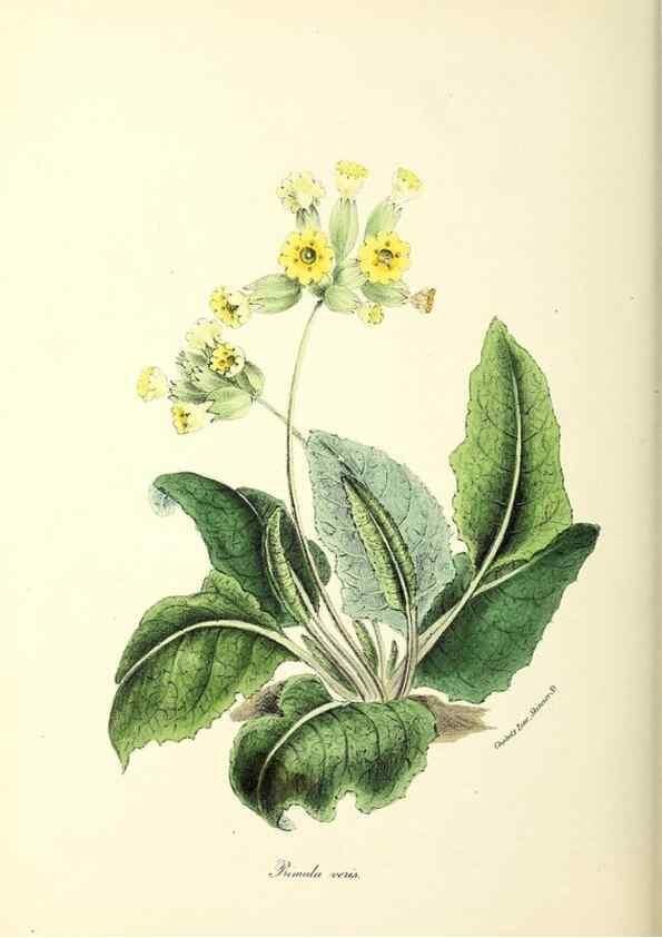 Reproducción/Reproduction 24119164578: Plantæ utiliores :. London :Whittaker & Co.,1842-1850.. 