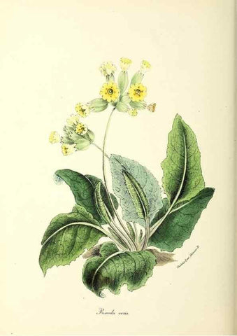 Reproducción/Reproduction 24119164578: Plantæ utiliores :. London :Whittaker & Co.,1842-1850.. 