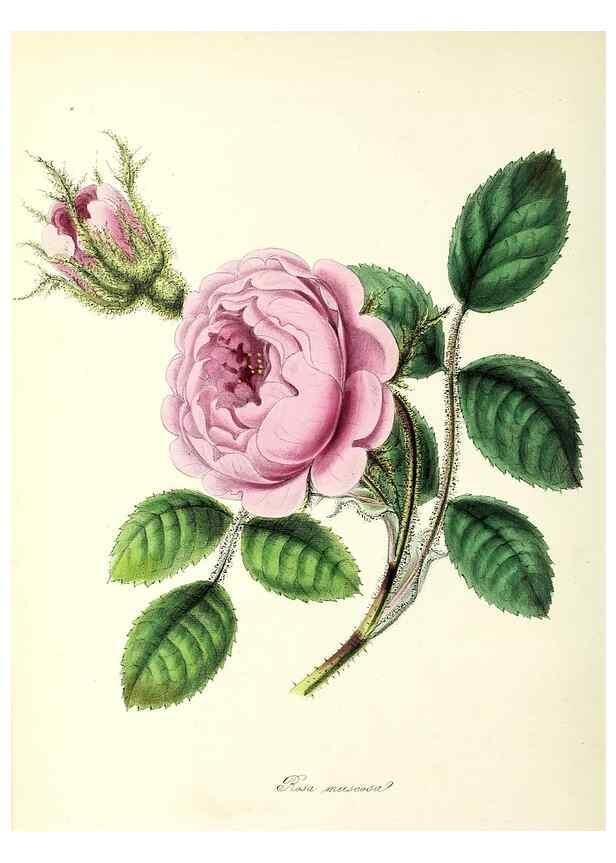 Reproducción/Reproduction 37940062922: Plantæ utiliores :. London :Whittaker & Co.,1842-1850.. 