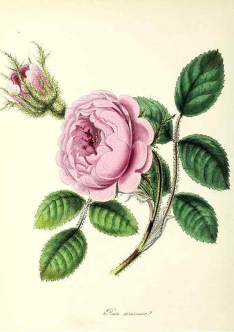 Reproducción/Reproduction 37940062922: Plantæ utiliores :. London :Whittaker & Co.,1842-1850.. 