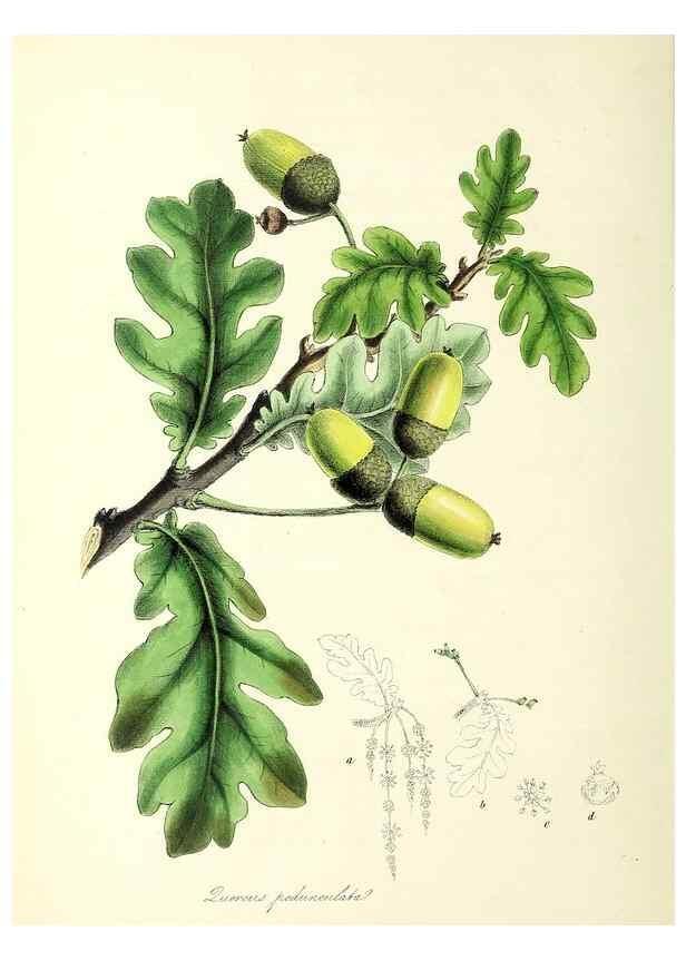 Reproducción/Reproduction 24119396638: Plantæ utiliores :. London :Whittaker & Co.,1842-1850.. 