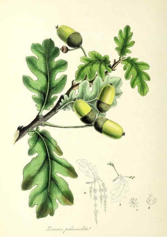 Reproducción/Reproduction 24119396638: Plantæ utiliores :. London :Whittaker & Co.,1842-1850.. 