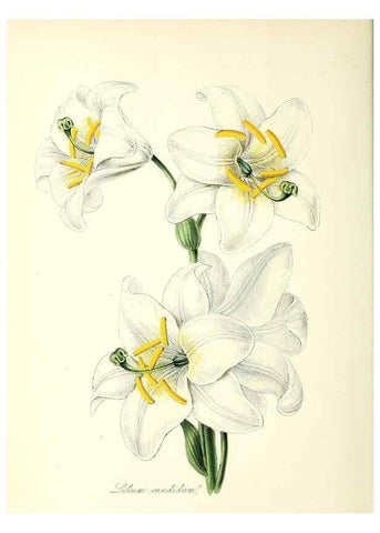 Reproducción/Reproduction 24119398378: Plantæ utiliores :. London :Whittaker & Co.,1842-1850.. 