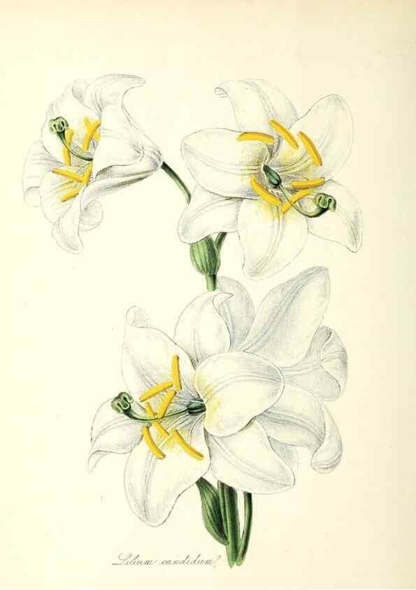 Reproducción/Reproduction 24119398378: Plantæ utiliores :. London :Whittaker & Co.,1842-1850.. 