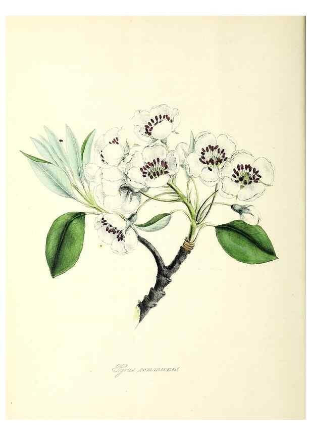 Reproducción/Reproduction 24119399828: Plantæ utiliores :. London :Whittaker & Co.,1842-1850.. 