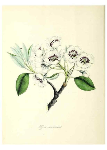 Reproducción/Reproduction 24119399828: Plantæ utiliores :. London :Whittaker & Co.,1842-1850.. 