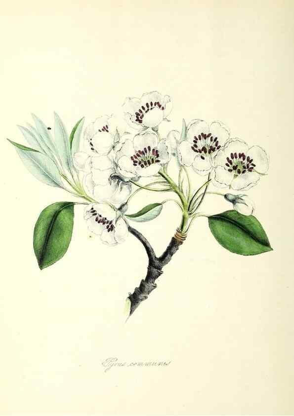 Reproducción/Reproduction 24119399828: Plantæ utiliores :. London :Whittaker & Co.,1842-1850.. 