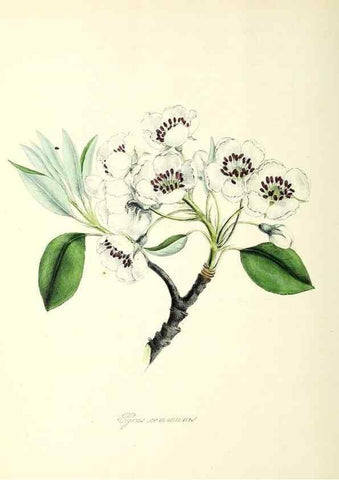Reproducción/Reproduction 24119399828: Plantæ utiliores :. London :Whittaker & Co.,1842-1850.. 