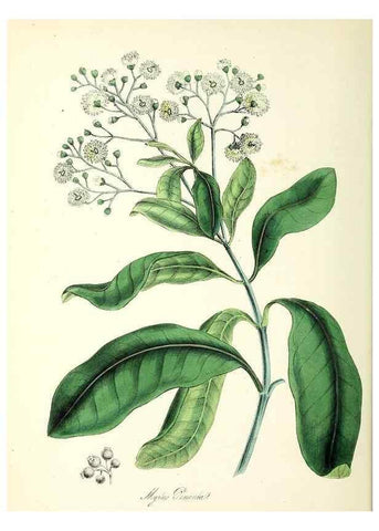 Reproducción/Reproduction 24119401508: Plantæ utiliores :. London :Whittaker & Co.,1842-1850.. 