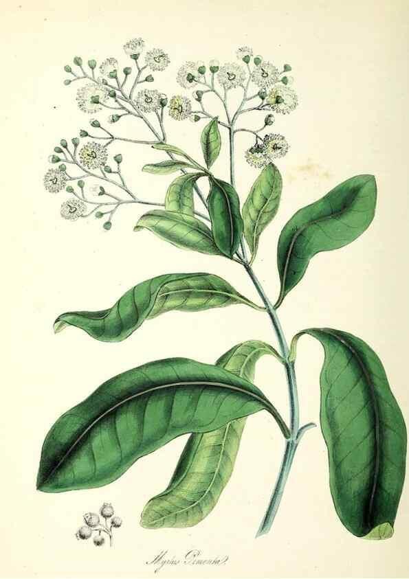 Reproducción/Reproduction 24119401508: Plantæ utiliores :. London :Whittaker & Co.,1842-1850.. 