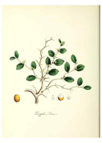Reproducción/Reproduction 24119403298: Plantæ utiliores :. London :Whittaker & Co.,1842-1850.. 