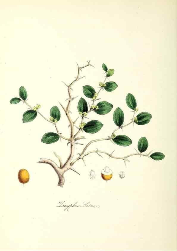 Reproducción/Reproduction 24119403298: Plantæ utiliores :. London :Whittaker & Co.,1842-1850.. 