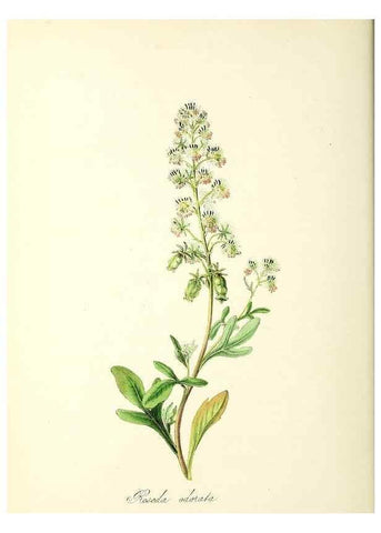 Reproducción/Reproduction 37917014426: Plantæ utiliores :. London :Whittaker & Co.,1842-1850.. 