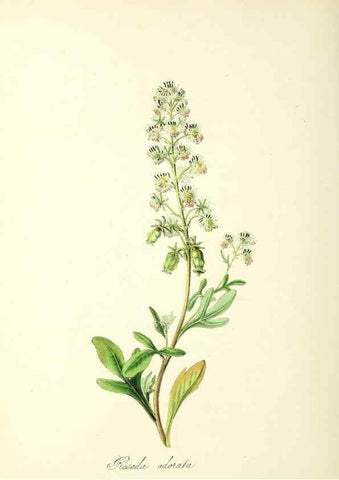 Reproducción/Reproduction 37917014426: Plantæ utiliores :. London :Whittaker & Co.,1842-1850.. 
